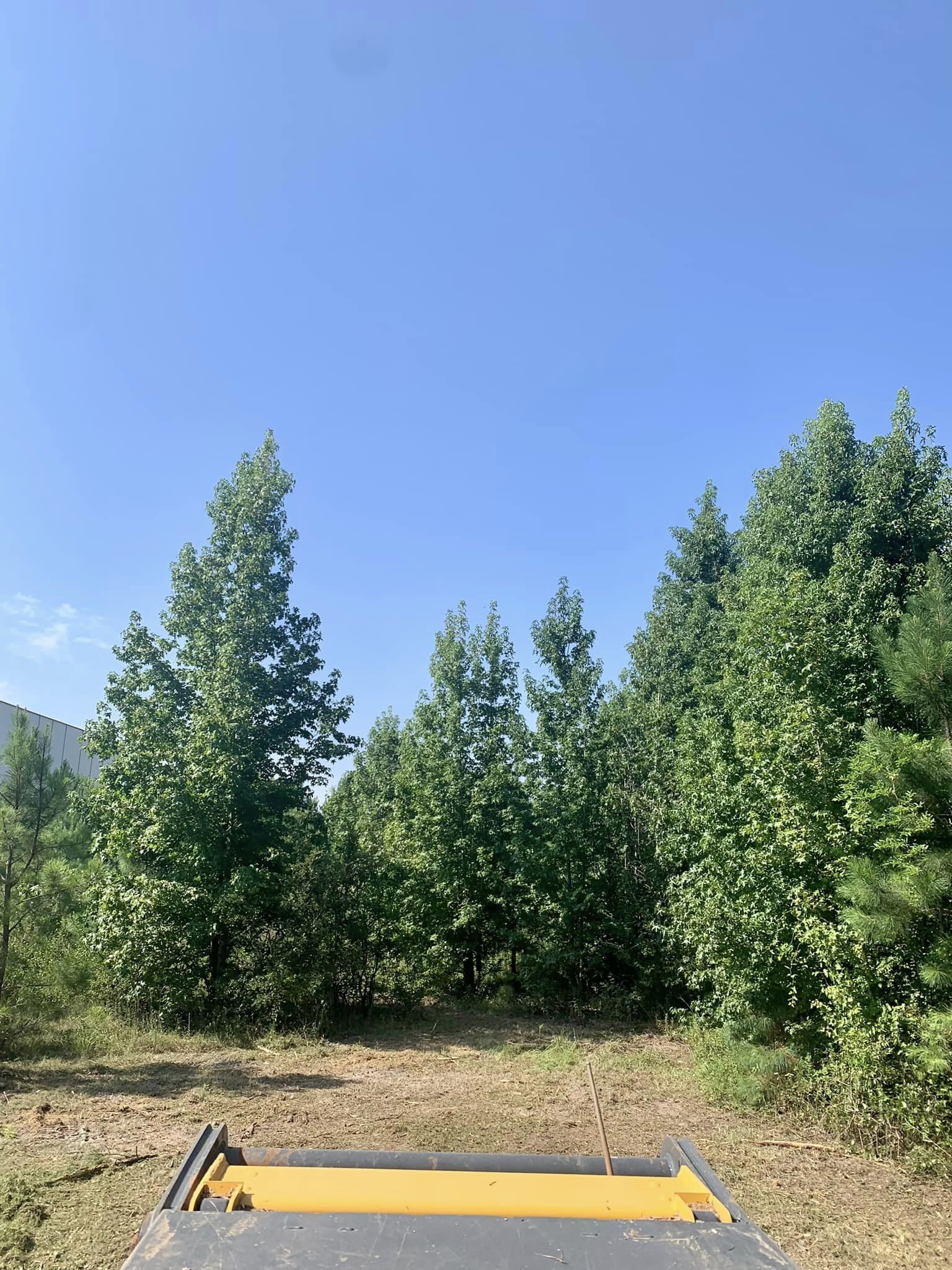 Flatline Forestry land clearing & mulching project